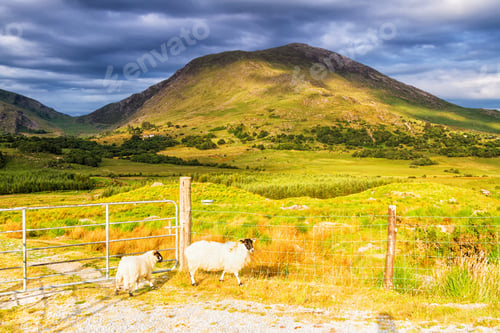 Preview: Summer Landscape Of Mountains, Hills And Meadows In Popular And Picturesque Ring Of Kerry, Ireland