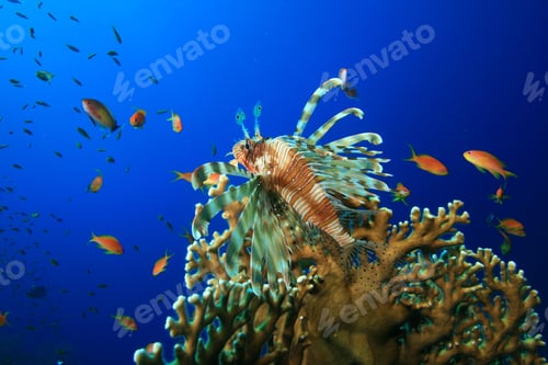 Preview: Lionfish Perched On Top Of Fire Coral