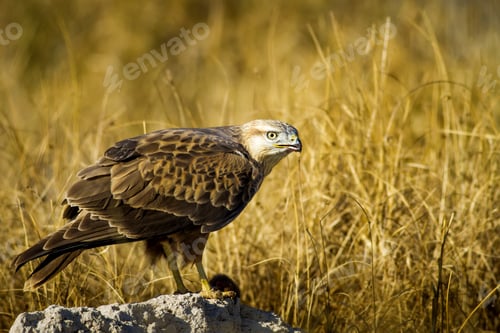 Preview: Bird Of Prey. Buzzard And Its Hunt Least Weasel. Yellow Nature Habitat Background. Bird: Long