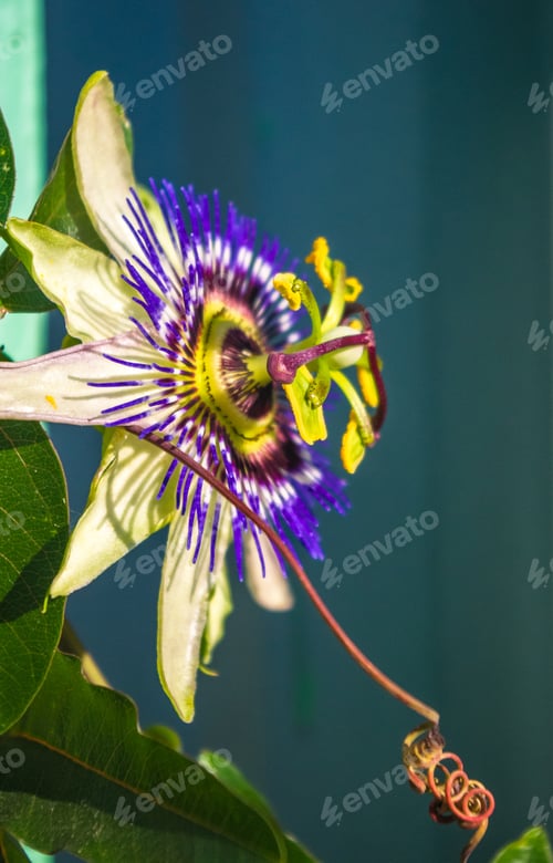 Preview: Passion Flower Passiflora Caerulea Passionflower Against Green Garden Background