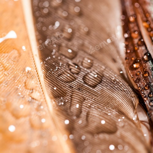 Preview: Abstract Composition With Colorful Hen Feather With Water Drops