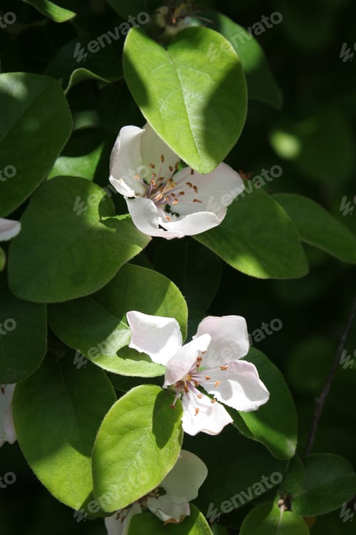 Preview: Flowering Quince