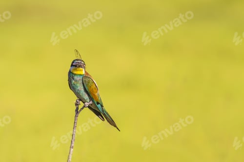 Preview: Colorful Bird And Its Hunt. Green Yellow Nature Background. Bird: European Bee Eater. Merops