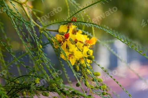 Preview: Cercidium: Mexican Palo Verde Tree(Parkinsonia Aculeata)This Native Of The Deserts Of Arizona Is A
