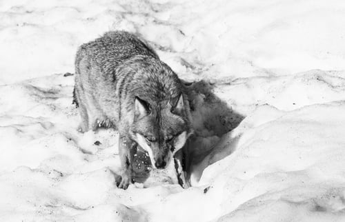 Preview: Wolf In The Bavarian Forest National Park, Bavaria, Germany