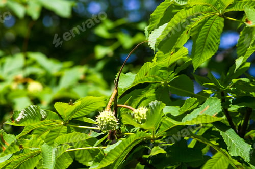 Preview: Horse-Chestnuts On Conker Tree Branch - Aesculus Hippocastanum Fruits