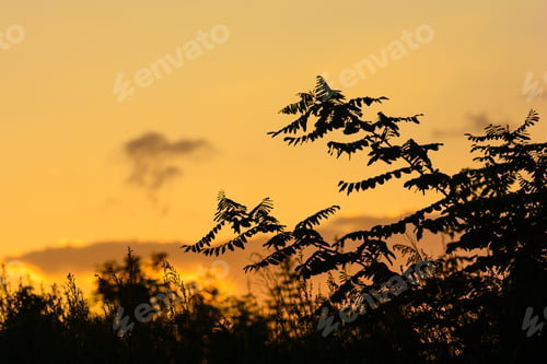 Preview: Silhouettes Of Trees Against Orange Sunset Sky