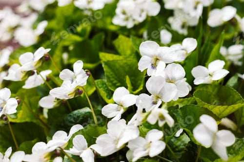 Preview: White Viola Canadensis. White Flowers In Spring Garden. Nature Background.