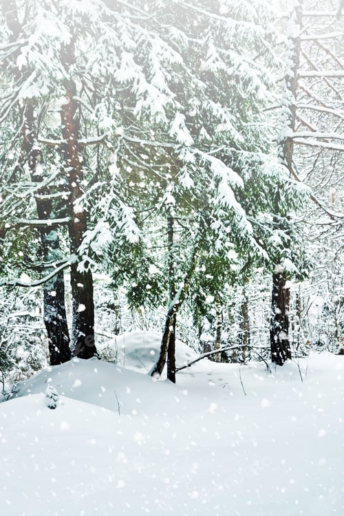 Preview: Winter Landscape