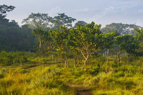 Preview: Beautiful View Inside Of The Forest In The Royal Chitwan National Park, Nepal. The Park Is 932 Sq