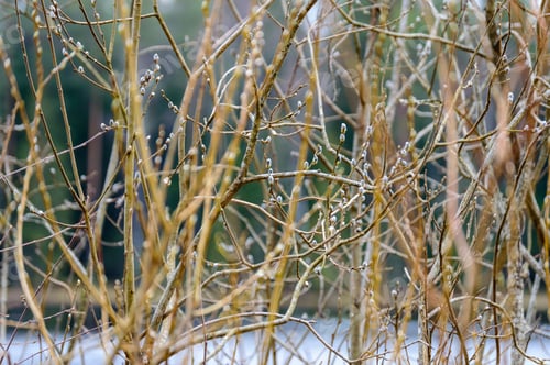 Preview: First Tree Blossoms In Spring. Natural Environmental Detail View In Latvia