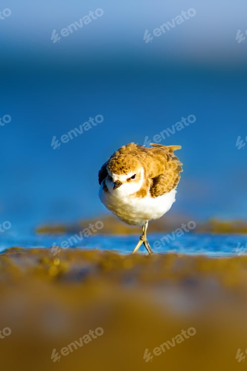 Preview: Cute Bird Plover. Blue Sea And Yellow Sand Nature Background. Kentish Plover Charadrius Alexandrinus
