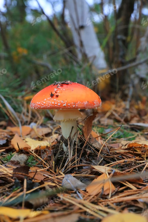 Preview: Fly Agaric Mushroom In Autumn Foreest