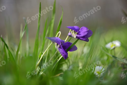Preview: Spring Nature Common Violets Background. Viola Odorata Flowers In The Garden .Glade With Purple