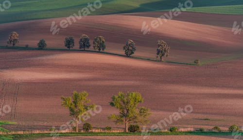 Preview: Chestnut Avenue In South Moravia
