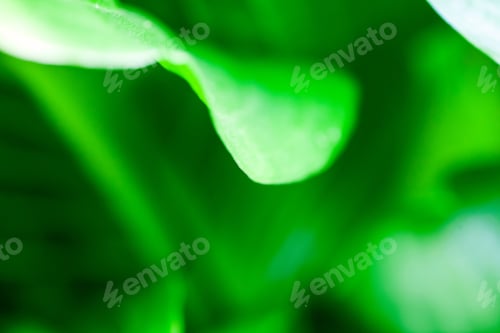 Preview: Green, Abstract Composition With Leaf Texture And Soft Focus