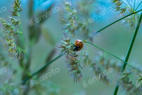 Preview: Beautiful Ladybug Siting On Grass At Summer Sunset. Insect Macro .