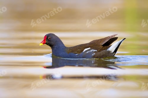 Preview: Nature And Bird. Cute Colorful Water Bird. Lake Habitat And Green Nature Background. Bird: Common