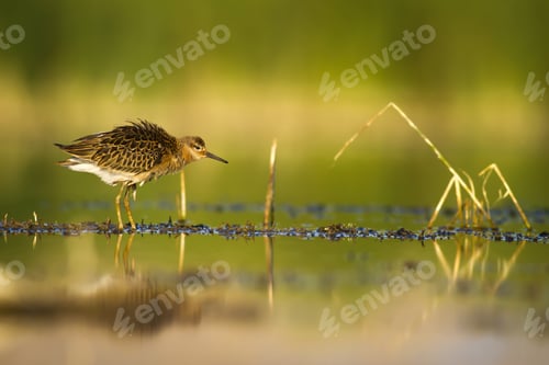 Preview: Nature Habitat And Water Bird. Feeding Bird. Green Yellow Nature Background. Common Water Bird