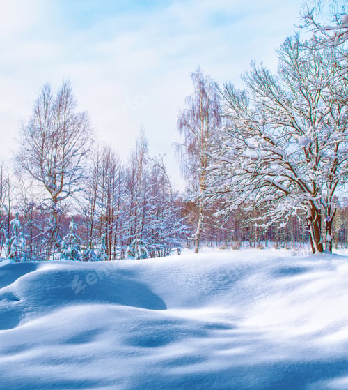 Preview: Frozen Winter Forest With Snow Covered Trees.
