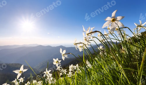Preview: Landscape With Beautiful Daffodils In The Green Grass. High Mountains In Haze On The Horizon