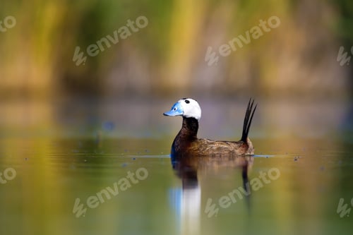 Preview: Swimming Duck. Colorful Nature Background. Bird: White Headed Duck. Oxyura Leucocephala.