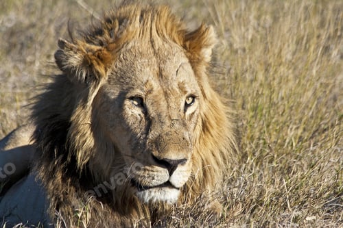 Preview: Male African Lion In The Okavango Delta, Botswana