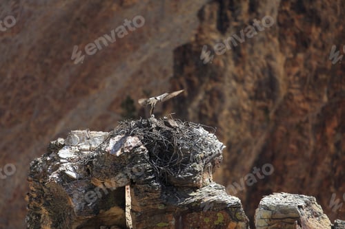 Preview: Osprey In Teton National Park
