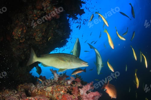 Preview: Fish On Underwater Coral Reef