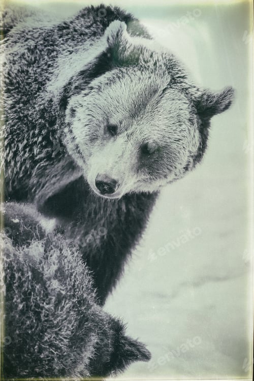 Preview: Brown Bears (Ursus Arctos) In Lake Clark National Park, Alaska, Usa, Vintage Style