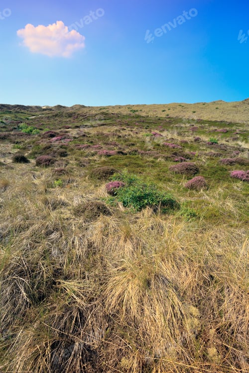 Preview: Heathland With Dunes And Blue Cloudy Sky