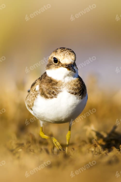 Preview: Cute Little Water Bird. Yellow, Green Water Nature Habitat Background. Bird: Common Ringed Plover.