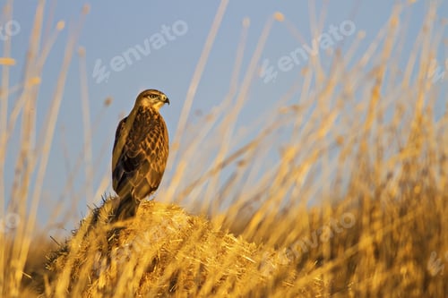 Preview: Buzzard. Yellow Blue Nature Background. Bird: Long Legged Buzzard. Buteo Rufinus.