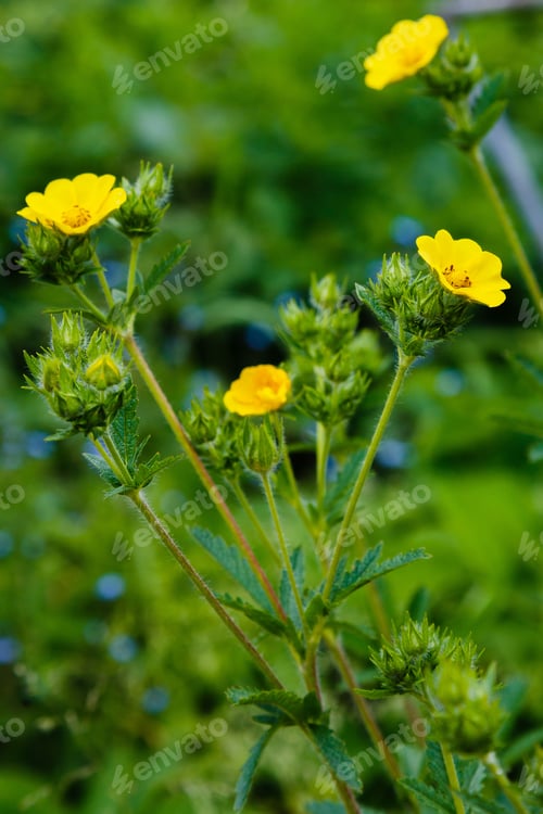 Preview: Yellow Flowers Of The Potentílla Erecta In Garden. Medicinal Plants In The Garden