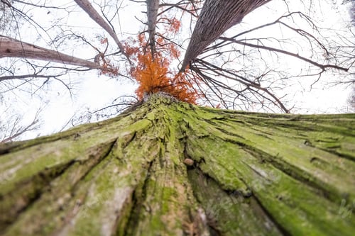 Preview: Late Autumn In The Park With Beautiful, Colorful Leaves. Fisheye Lens Effects