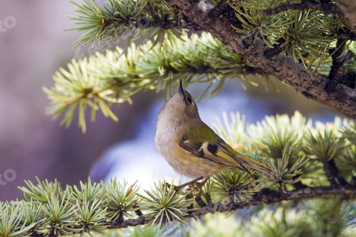 Preview: Bird On Tree Branch. Forest And Bird. Nature Background. Goldcrest / Regulus Regulus