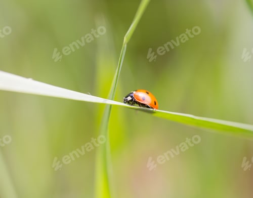 Preview: Ladybird Walking On Green Plant In Spring Day. Close Up Of Ladybug.