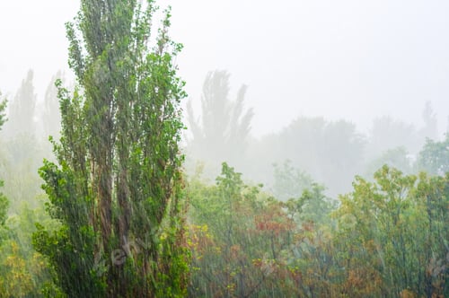 Preview: Landscape With Trees In Heavy Summer Rainstorm