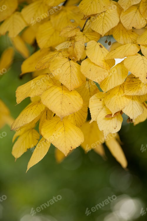 Preview: Close Up Of Linden Autumn Leaves With Shallow Depth Of Field