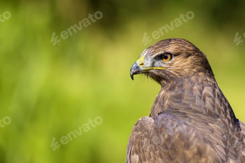 Preview: Bird Of Prey. Green Nature Background. Bird: Long Legged Buzzard. Buteo Rufinus.