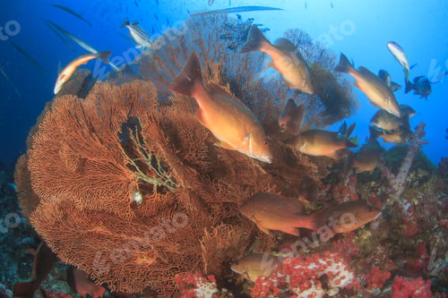 Preview: Fish Coral Reef Sea Ocean Underwater