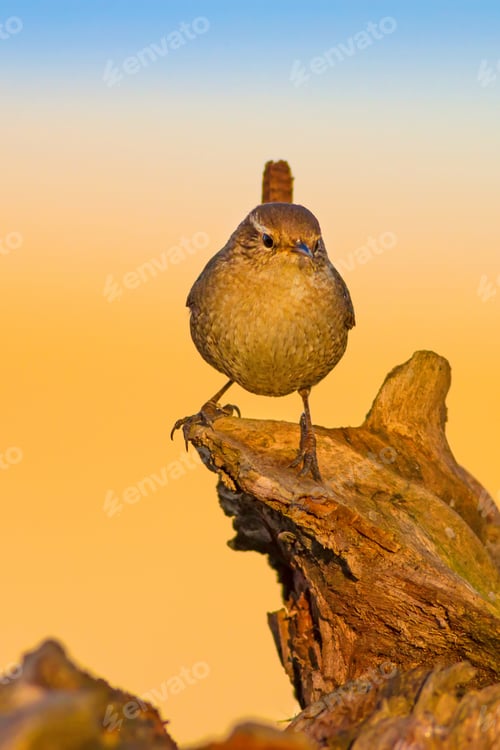 Preview: Cute Bird. Yellow Blue Natural Background.