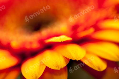 Preview: Gerbera Jamesonii - Beautiful Flower With Macro Details