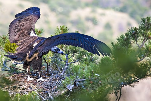 Preview: Vulture Nest. Cinereous Vulture. Pine Tree. Green Forest Background.