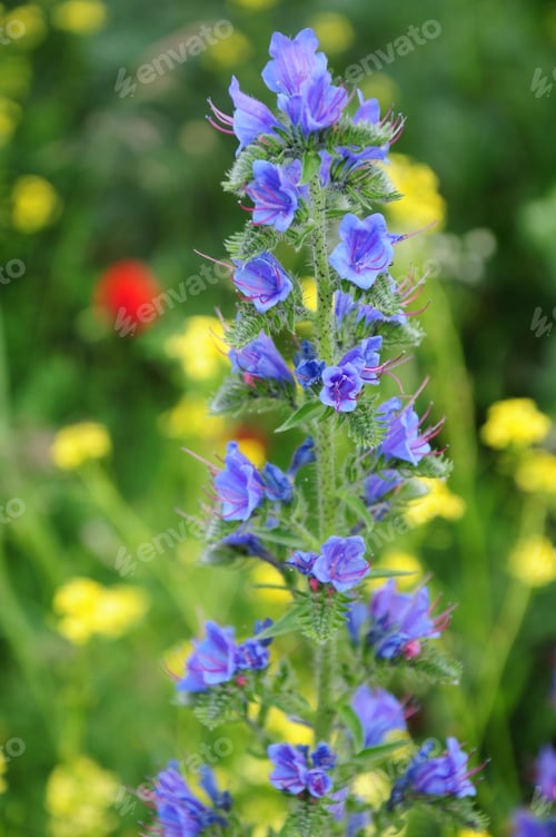 Preview: Viper'S Bugloss (Echium Vulgare)