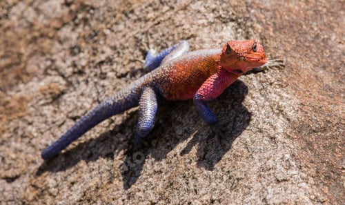 Preview: Red-Headed Rock Agama, Maasai Mara National Park, Kenya