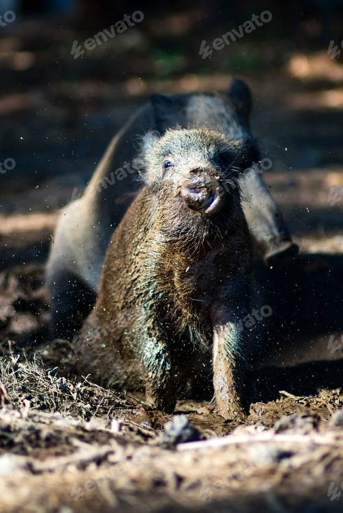 Preview: Wild Boar. Forest Background.