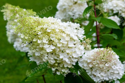 Preview: Flower Of Hydrangea Paniculata On Natural Background. White Hydrangea Blooms In The Summer Garden.
