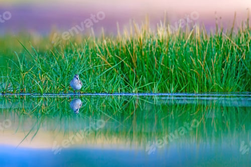 Preview: Cute Water Birds And Nature. Landscape Nature And Birds. Green Nature Background. Common Bird