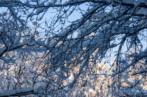 Preview: Winter Landscape - Snow And Icicles On Tree Branches Sparkle In The Rays Of The Bright Sun
